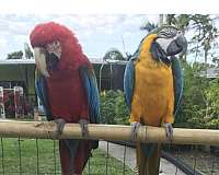 macaw-for-sale-in-crossett-ar