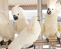moluccan-cockatoo-for-sale