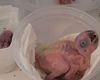 baby-adult-cockatoo-for-sale