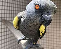 blue-poicephalus-parrots-for-sale