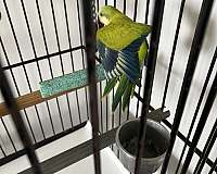 quaker-parrots-for-sale-in-clarksburg-md
