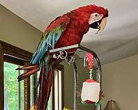 green-wing-macaw-for-sale-in-avon-in