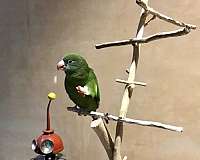 parrot-for-sale-in-lawrence-ks