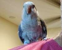 quaker-parrots-for-sale-in-peoria-az