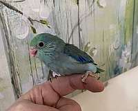 parrotlet-for-sale-in-virginia