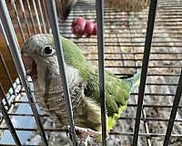 quaker-parrots-for-sale-in-west-farmington-oh