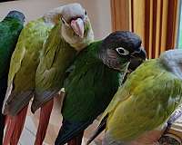 green-cheek-conure-for-sale