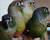 cinnamon-green-bird-adoption