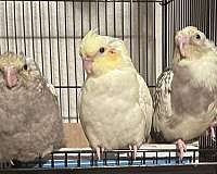 grey-bird-for-sale-in-fallbrook-ca