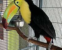bird-parrot-for-sale-in-garden-grove-ca