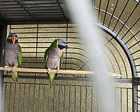adult-parakeet-for-sale