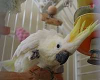 sulpher-crested-cockatoo-for-sale