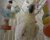 sulpher-crested-cockatoo-for-sale-in-virginia