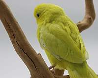yellow-parrotlet-for-sale