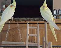 cute-tame-bird-for-sale-in-acton-ca