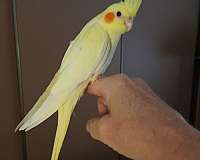 homing-tame-bird-for-sale-in-acton-ca