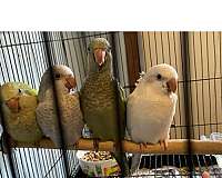 quaker-parrots-for-sale-in-carencro-la
