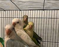 baby-young-bird-for-sale-in-carencro-la