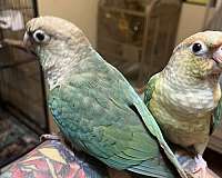 blue-green-conure-for-sale
