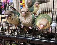 conure-for-sale-in-davenport-fl