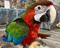 tame-bird-for-sale-in-west-babylon-ny