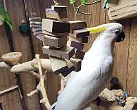 sulpher-crested-cockatoo-for-sale-in-dayton-oh