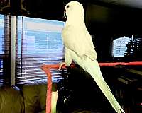 white-quaker-parrots-for-sale