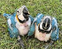 macaw-for-sale