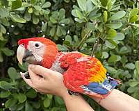 macaw-for-sale-in-florida