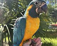 bird-for-sale-in-florida