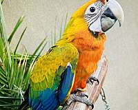 baby-bird