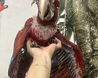 baby-macaw-for-sale