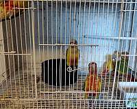 cockatiel-for-sale
