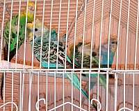 cinnamon-cockatiel-for-sale