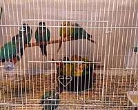 grey-cockatiel-for-sale
