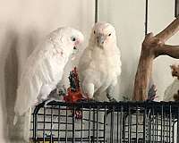 cockatoo-goffin-cockatoo-bird-eggs