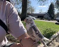 baby-adult-bird-for-sale-in-rockford-il