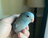 parrotlet-for-sale-in-albany-ny