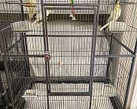 young-bird-for-sale-in-acton-ca