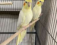 tame-bird-for-sale-in-acton-ca