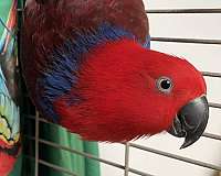 eclectus-parrots-for-sale-in-new-hampshire