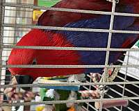 solomon-island-eclectus-parrots-for-sale