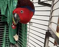 solomon-island-eclectus-parrots-for-sale-in-new-hampshire