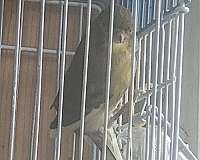 spanish-timbrado-canary-for-sale-in-new-cumberland-pa