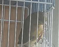 adult-bird-for-sale-in-new-cumberland-pa