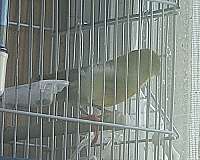 male-bird-for-sale-in-new-cumberland-pa