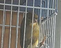 canary-for-sale-in-new-cumberland-pa