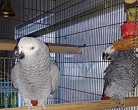 grey-red-bird-for-sale-in-kooskia-id