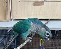female-blue-grey-bird-for-sale