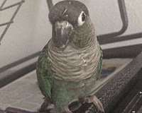 young-green-cheek-conure-for-sale